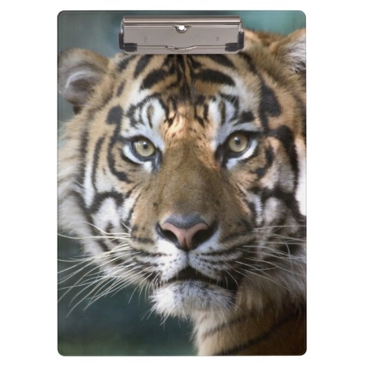 Männlicher Sumatran Tiger (der Pantheratigris Klemmbrett (Vorderseite)