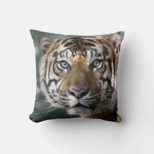 Männlicher Sumatraner Tiger (Panthera tigris sumat Kissen