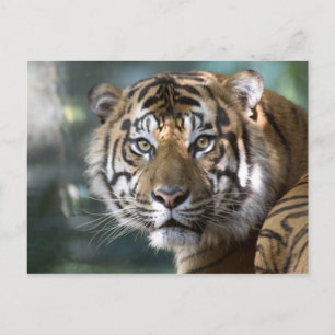 Männlicher Sumatraner Tiger (Panthera tigris sumat Postkarte
