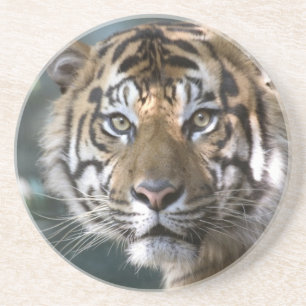 Männlicher Sumatraner Tiger (Panthera tigris sumat Sandstein Untersetzer