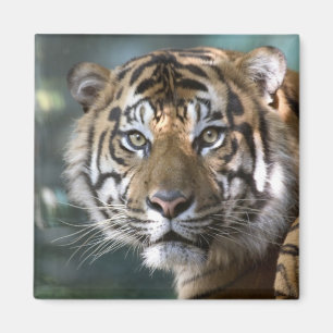 Männlicher Sumatranischer Tiger (Panthera tigris s Magnet