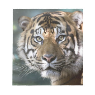 Männlicher Sumatranischer Tiger (Panthera tigris s Notizblock
