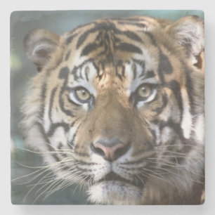 Männlicher Sumatranischer Tiger (Panthera tigris s Steinuntersetzer