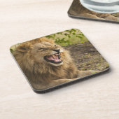 Männlicher verwirrender Löwe (Panthera Löwe), Untersetzer (Linke Seite)