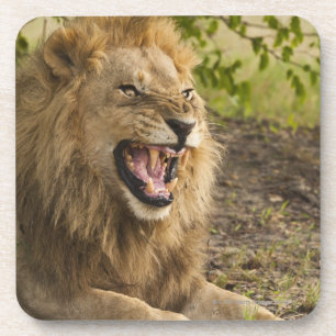 Männlicher verwirrender Löwe (Panthera Löwe), Untersetzer