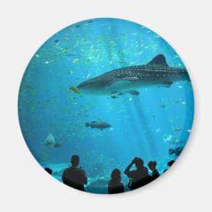 Männlicher Walhai an Georgia-Aquarium Magnet