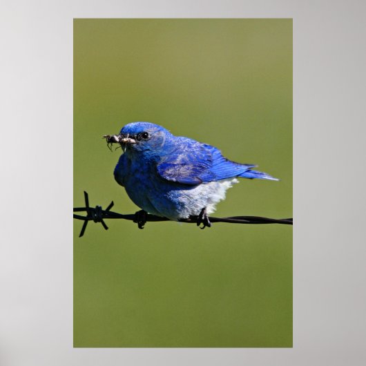 Männlicher Western Bluebird mit Bugs Poster (Vorne)