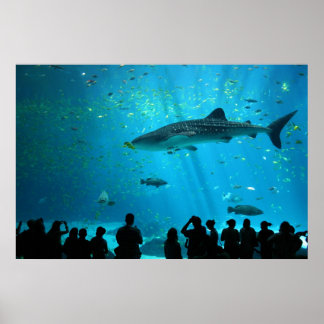 Männlicher Whale Hai im Georgia Aquarium Poster