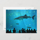 Männlicher Whale Hai im Georgia Aquarium Postkarte (Vorne/Hinten)