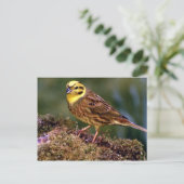 Männlicher Yellowhammer Postkarte (Stehend Vorderseite)