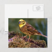 Männlicher Yellowhammer Postkarte (Vorne/Hinten)