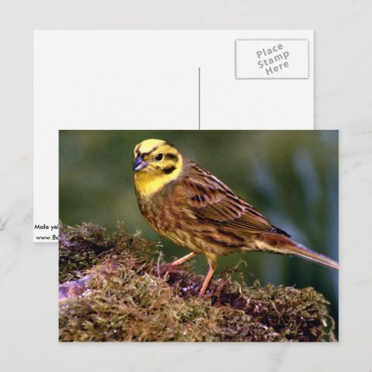 Männlicher Yellowhammer Postkarte (Vorne/Hinten)