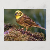 Männlicher Yellowhammer Postkarte (Vorderseite)