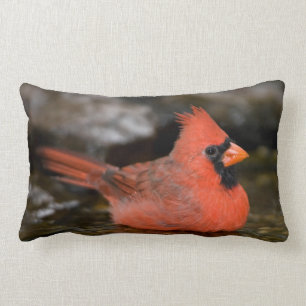 männliches Bad im nördlichen Kardinal Lendenkissen