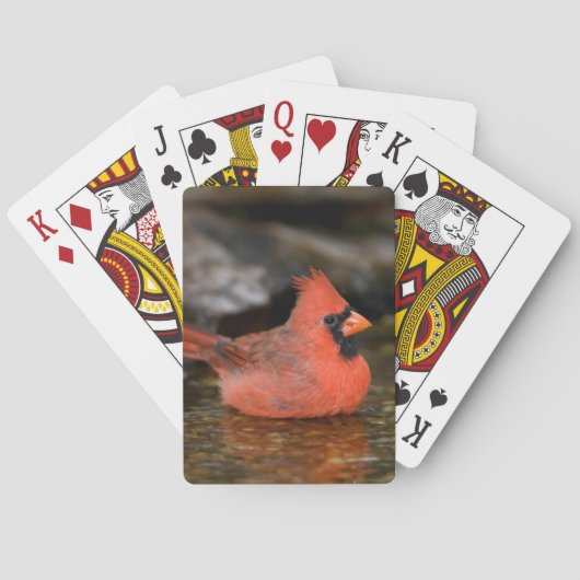 männliches Bad im nördlichen Kardinal Spielkarten (Rückseite)