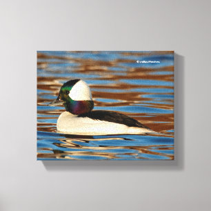 Männliches Bufflehead in der Nachmittagssonne Leinwanddruck