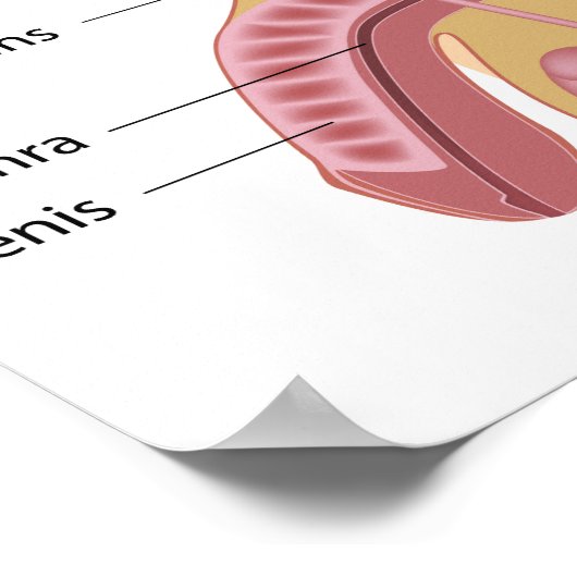 Männliches Fortpflanzungssystem Poster (Ecke)