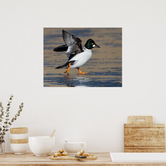 Männliches Goldeneye-Flattern Poster (Küche)