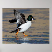Männliches Goldeneye-Flattern Poster (Vorne)
