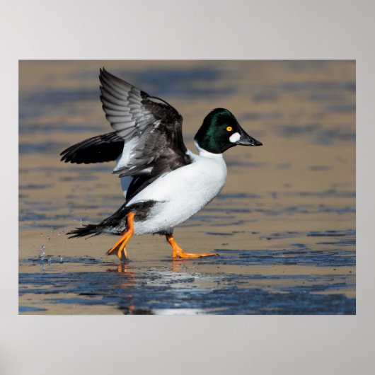 Männliches Goldeneye-Flattern Poster (Vorne)