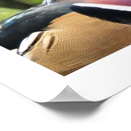 Männliches Holzente-Profil Poster (Ecke)