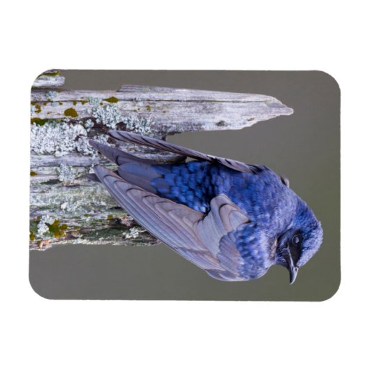 Männliches Lila Martin-Nest über dem See Sammamish Magnet (Horizontal)