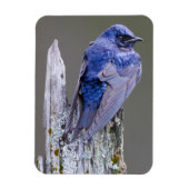 Männliches Lila Martin-Nest über dem See Sammamish Magnet (Vertikal)