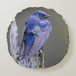Männliches Lila Martin-Nest über dem See Sammamish Rundes Kissen