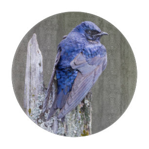 Männliches Lila Martin-Nest über dem See Sammamish Schneidebrett