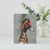 Männliches Muscovy Duck Foto Postkarte (Stehend Vorderseite)