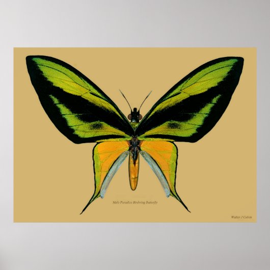 Männliches Paradies Birdwing Butterfly Poster (Vorne)