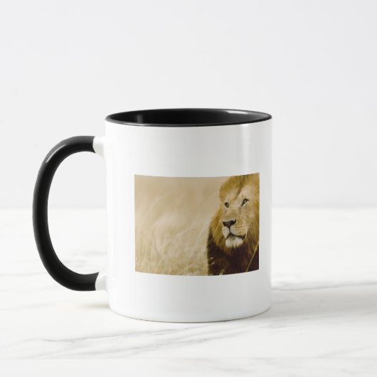 Männliches Porträt des Löwes (Panthera Löwe), Tasse (Links)