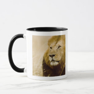 Männliches Porträt des Löwes (Panthera Löwe), Tasse