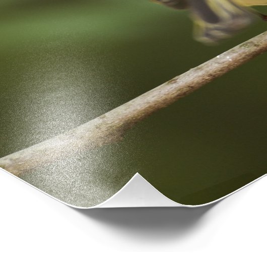 Männliches Ruby-Kronenkönigchen, Regulus calendula Fotodruck (Ecke)