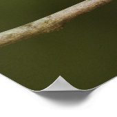 Männliches Ruby-Kronenkönigchen, Regulus calendula Poster (Ecke)