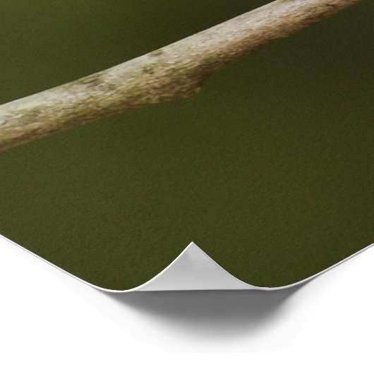 Männliches Ruby-Kronenkönigchen, Regulus calendula Poster (Ecke)