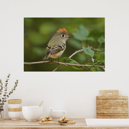 Männliches Ruby-Kronenkönigchen, Regulus calendula Poster (Küche)