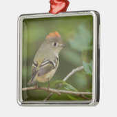Männliches Ruby-Kronenkönigchen, Regulus calendula Silbernes Ornament (Links)
