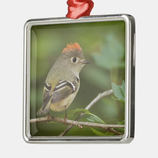 Männliches Ruby-Kronenkönigchen, Regulus calendula Silbernes Ornament (Links)