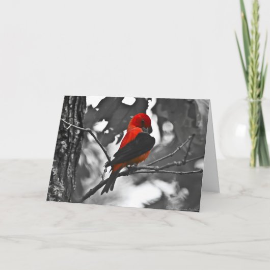 Männliches Scharlachrot Tanager- Karte (Vorderseite)