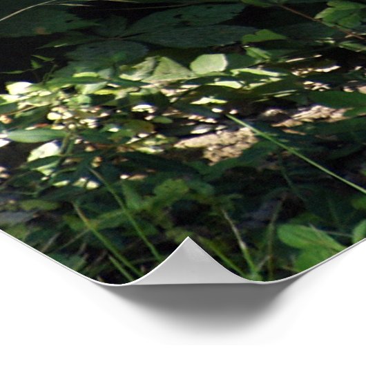 Männliches Silver-back Gorilla Poster (Ecke)