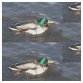 Männliches Stockenten-Enten-Gewebe Stoff (Nahaufnahme)