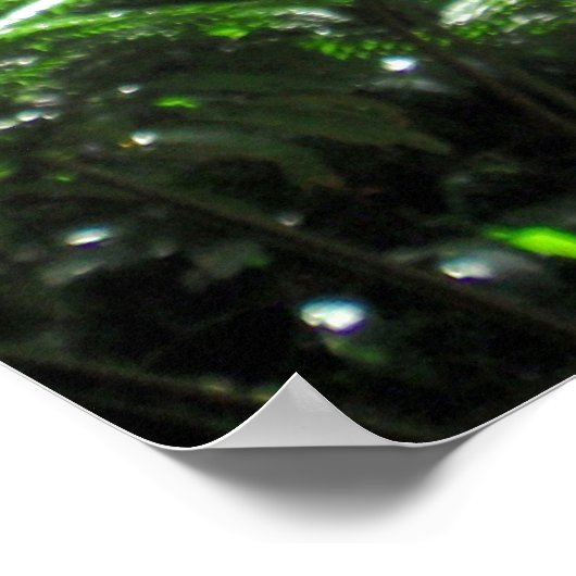 Mānoa-Flussbett Poster (Ecke)