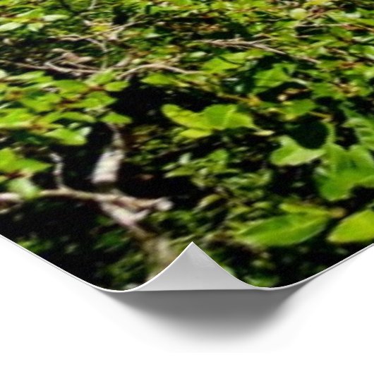 Manoa Valley Morning Poster (Ecke)