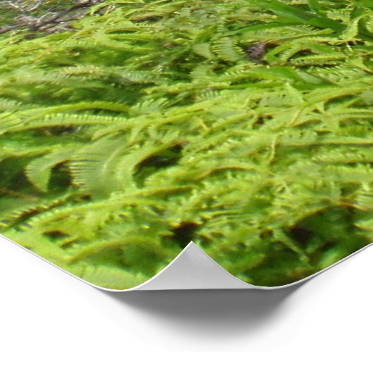 Manoa Valley nach Waikiki Poster (Ecke)