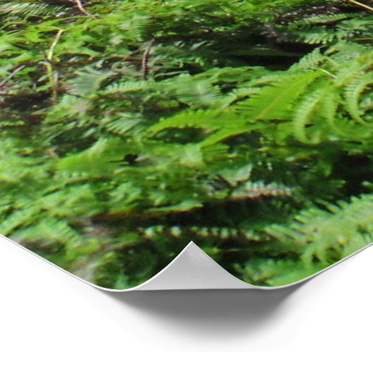 Manoa Valley, O'ahu, Hawai'i Poster (Ecke)