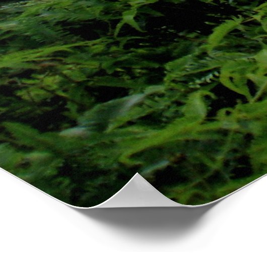 Manoa Valley, O'ahu, Hawai'i Poster (Ecke)