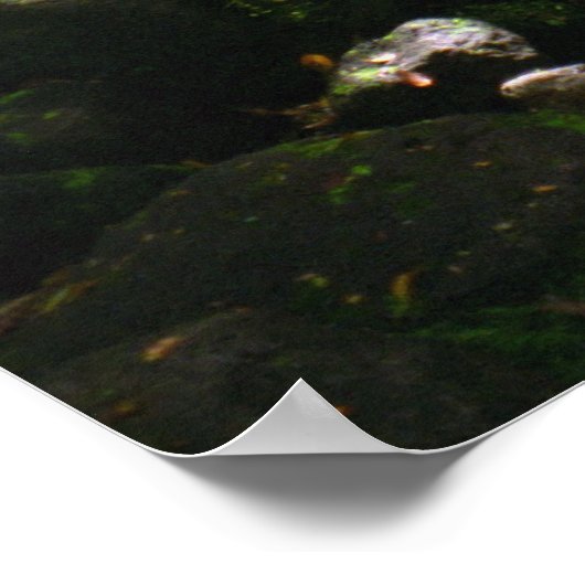 Manoa Valley Stream Poster (Ecke)