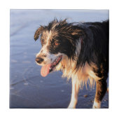 Mans bester Freund Grenzwolle Fliese (Vorderseite)