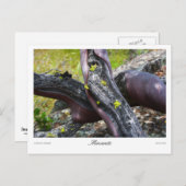 Mansanita Prints Postkarte (Vorne/Hinten)